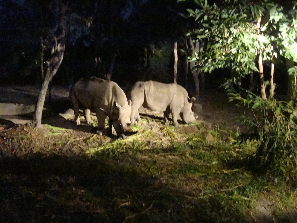 치앙마이 나이트 사파리(Chiang Mai Night Safari / เชียงใหม่ไนท์ซาฟารี)