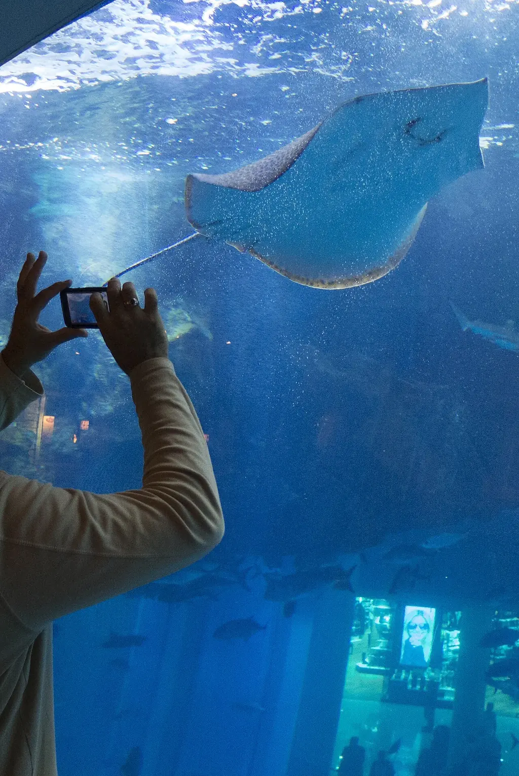 두바이 아쿠아리움·언더워터 주 실버(Dubai Aquarium & Underwater Zoo — Silver)