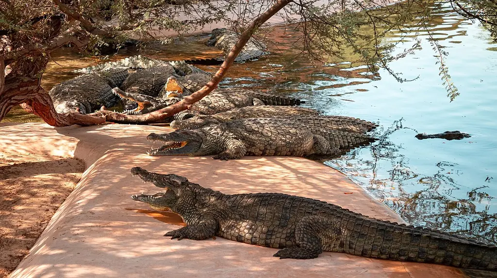 두바이 크로커다일 파크(Dubai Crocodile Park)
