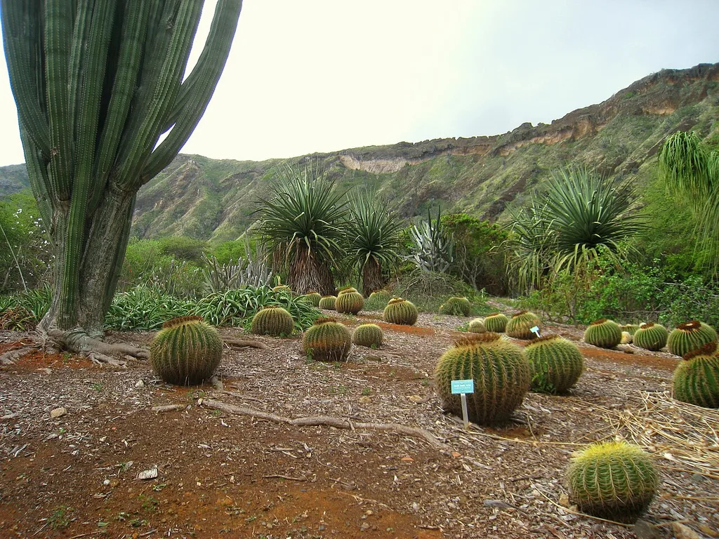 코코 크레이터 식물원(Koko Crater Botanical Garden)