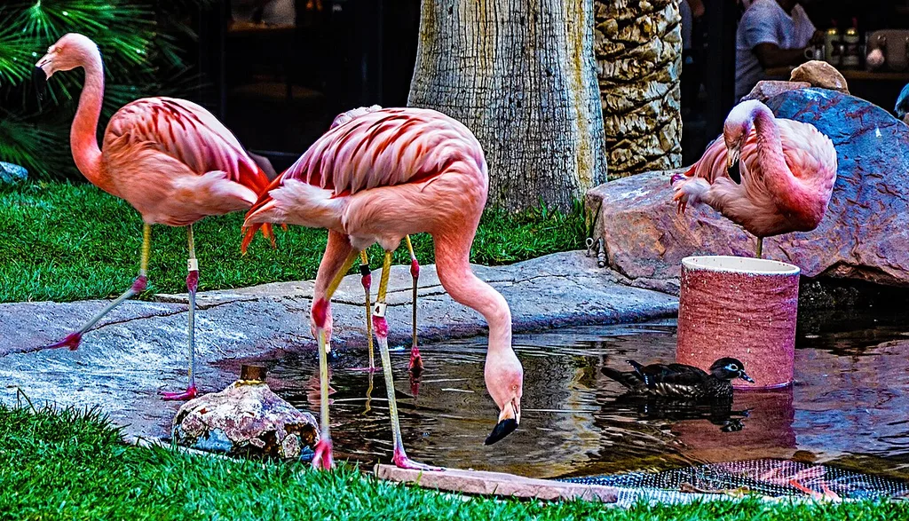플라밍고 야생동물 서식지(Flamingo Wildlife Habitat)