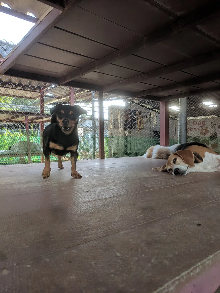 소이독 재단 보호소 투어(Soi Dog Foundation)